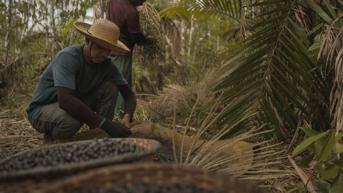 Getting Acai The Origin of Acai: From the Amazon to Your Plate – acavasuperfoods